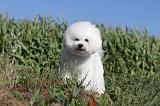 BICHON FRISE 044